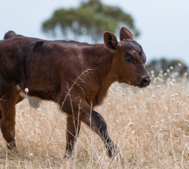 calf 7090719 1280