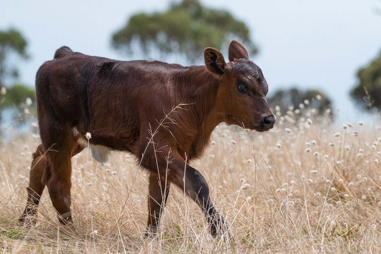 calf 7090719 1280
