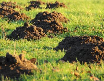 analisi dei terreni e matrici solide