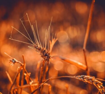 wheat 3538657 1280