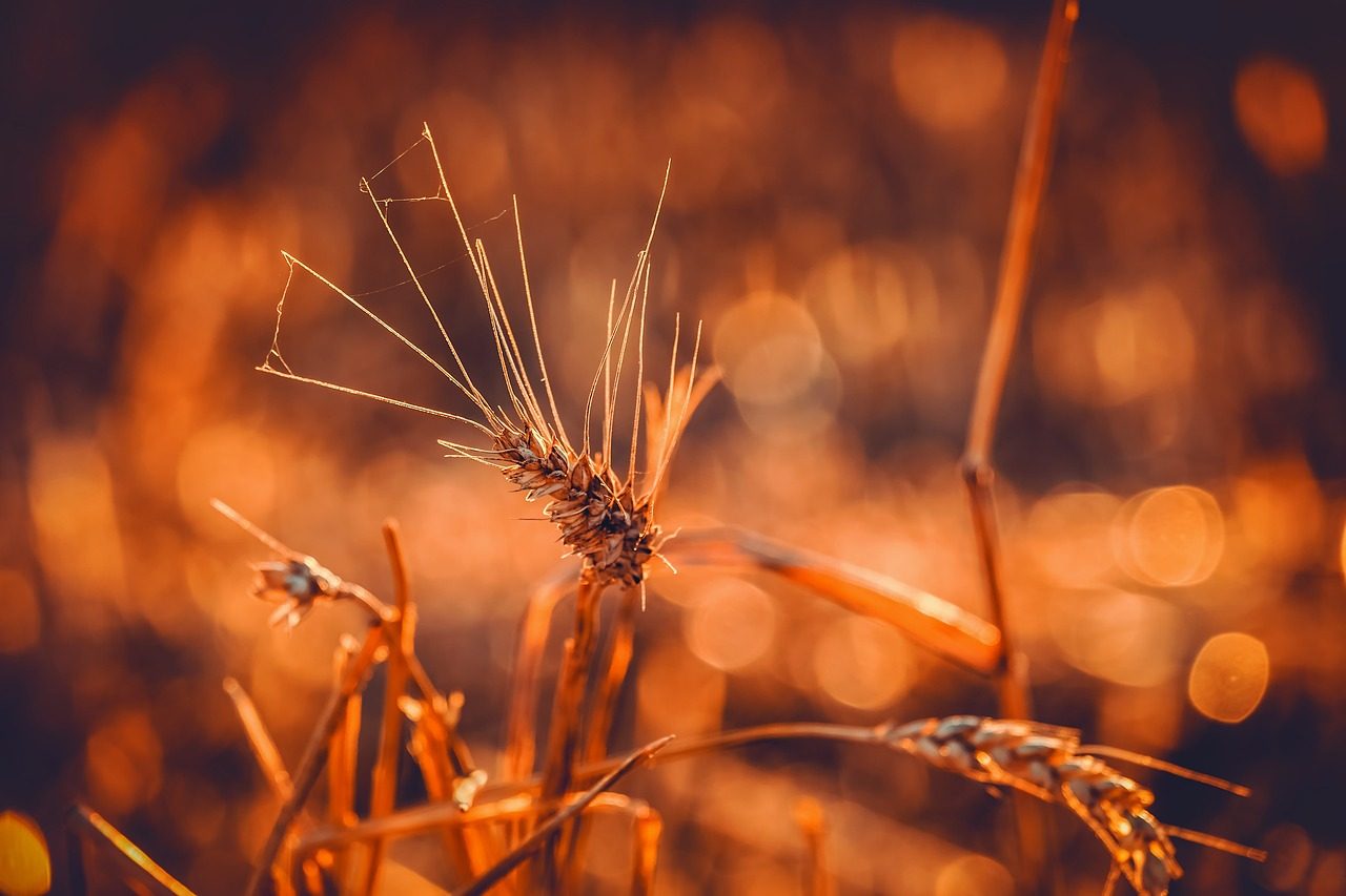 wheat 3538657 1280