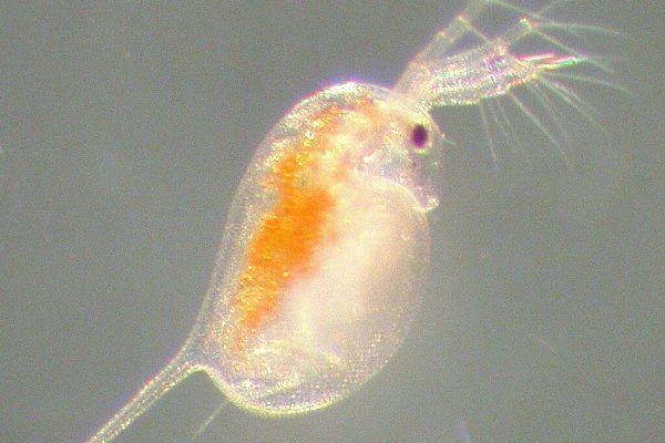 1024px-Daphnia_magna_hatchling_from_restingegg